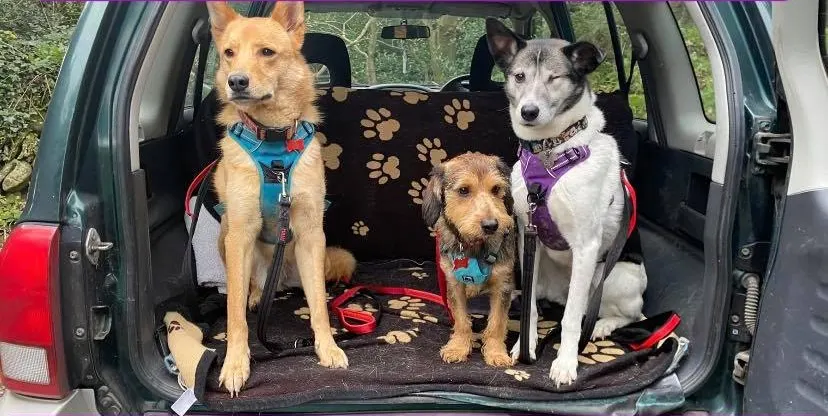 Three happy dogs in harnesses sitting in the boot of a car